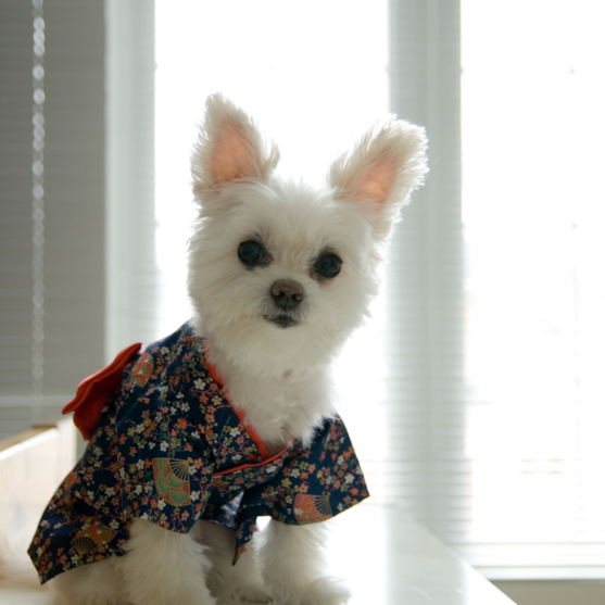 cute maltipom cute maltipom on a desk